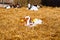 Close cute young calf lies in straw. calf lying inside dairy farm in the barn. New born calf