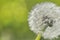 Close on a dandelion on green background