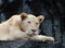 Close danger and angry face of leopard in wild