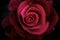 Close dark rose over black background