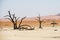 Close dead dry trees of DeadVlei valley at Namib desert