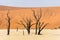 Close dead dry trees of DeadVlei valley at Namib desert