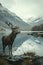 Close deer standing on mountain background in summer time. Animal in nature habitat