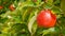 Close of a delicious ripe pink lady apple on a tree