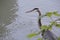 Close Detail of Adult Blue Heron