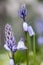 Close detail of a blue Hyacinth flower