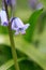 Close detail of a blue Hyacinth flower with red ant