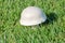 Close Detail Common White Mushroom