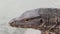 Close detail head asian water monitor lizard Varanus salvator