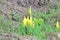 Close Detail of Skunk Cabbage