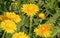 Close Detail Spring Dandelions Ugly