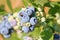 Close Detailed View of Blueberry Fruit on Branch