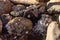 close details of small barnicles on rocky beach