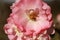 close details of a soft bunch of light pink rose flowers blooming on the bush in a rose garden, Victoria, Australia