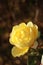 close details of a soft bunch of light yellow rose flowers blooming on the bush in a rose garden, Victoria, Australia