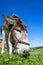 Close donkey portrait photographed with a wide-angle lens accentuating the head of the donkey close to the ground