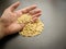 Close of edible dried raw organic seeds of  white melon or cantaloupe in hand with dark wooden background