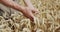 Close elderly farmer's hands touches ripe wheat spikes in field