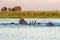 Close encounter with Elephants crossing the Chobe river