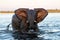 Close encounter with Elephants crossing the Chobe river