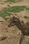 Close Encounter: Female Deer in Detail