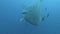 Close encounter with a Huge Whale shark, Darwin Arch, Galapagos