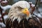 A close encounter with a resplendent bald eagle in winter