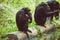Close Encounter with Three Siamang Gibbon Monkey along a Serene River