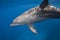 Close Encounter with Tursiops aduncus: Captivating Dolphin Behavior