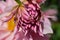 Close Faded Pink Chrysanthemum Flower