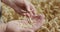 Close farmer's hands peel a spikelet of ripe wheat to look through at the grains