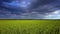 Close fast motion over green field under dark cloudy sky