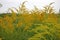 Close-Field of yellow flowers. Medicinal plant Goldenrod on the of yellow flowers. Medicinal plant Goldenrod on the summer meadow.