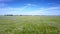 Close flight above vast field of blossoming buckwheat
