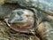 Close Florida Softshell turtle