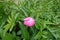 Close flower bud of pink peony in May