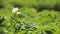 Close Flowering Blooming Green Vernal Sprouts Of Potato Plant Or Solanum Tuberosum Growing On Plantation In Spring