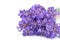 Close on flowers of lavender  bouquet