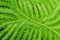 close focus on fern leaf pattern