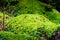 Close focus on mossy slope area of tropical rainforest