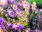 Close focus on purple flowers on a garden heather plant