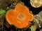 Close focus on tree logs of dying wood in dark tone color. Tree log in orange and visible life circles.