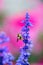 Close focus on yellow bee hanging on lavender flower