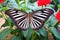 close focus on zebra longwing butterflys wing