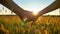 Close footage of hand taking another hand and holding, beautiful view of wheat or rye field during sunset in background