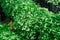 Close Fresh Bunches Of Aromatic Greens Of Parsley, Coriander Leaves Cilantro