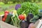 Close on fresh and colorful vegetables in a crate