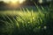 Close fresh grass background with sunlight, Generative AI