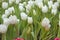 Close fresh white tulip in field. Tulips in spring time