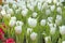 Close fresh white tulip in field. Tulips in spring time